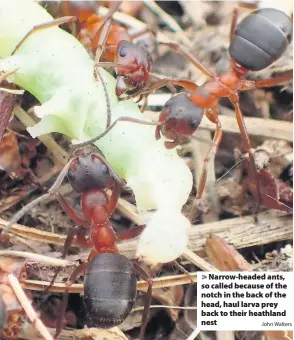  ?? John Walters ?? Narrow-headed ants, so called because of the notch in the back of the head, haul larva prey back to their heathland nest