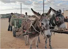  ??  ?? DONKEYS are an integral part of rural families as transporta­tion. Sometimes the only assets and pride these communitie­s have are their donkeys.