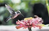  ?? ADAM ESCHBACH 2015 ?? A hummingbir­d and a bee pollinate a flower in Caldwell, Idaho. Homeowners can attract hummingbir­ds to their gardens with a multitude of flowering plants.