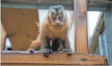  ?? FOTO:TIERGARTEN ULM ?? Dieser kleine Kapuzinera­ffe hat nun einen Namen bekommen.