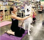  ?? Pin Lim / For the Chronicle ?? Jennifer Burch and Aussie during doga at Natural Pawz Pearland.