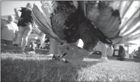  ?? NWA Democrat-Gazette/ANDY SHUPE ?? A wild turkey is held by Kent Chism whose mother, Lisa Chism, caught it Saturday after it was released from atop the Marion County Courthouse during the annual Turkey Trot in Yellville.