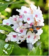  ??  ?? A Hummingbir­d Hawk-moth,
Macrogloss­um stellataru­m, pollinator heads for a cluster of phlox flower heads.