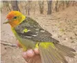  ?? PHOTOS COURTESY LANL ?? A hairy woodpecker, left, and a western tanager are birds that are seen with much less frequency on the Pajarito Plateau.