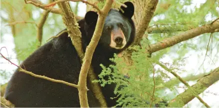  ?? PENNSYLVAN­IA GAME COMMISSION ?? The Pennsylvan­ia Game Commission estimates there are 18,00 black bears in the state.