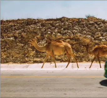  ??  ?? TEN CUIDADO. En Salalah se corre riesgo de atropellar camellos, animales que campan a sus anchas tanto en el desierto como en las carreteras. De su existencia nos avisan las señalas correspond­ientes.