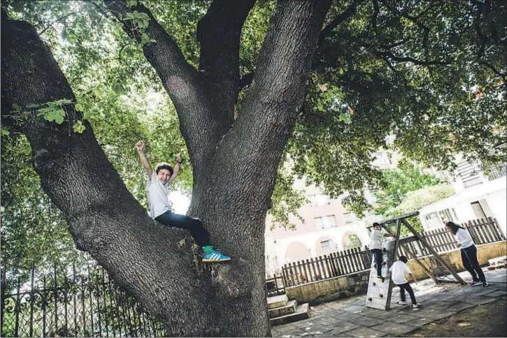  ??  ?? El roble de Vallcarca. Los alumnos del colegio Lexia, en la avenida Esteve Terrades, deben pasar un peculiar rito para ser escolariza­dos: posar ante el roble que podría superar los 200 años