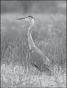  ?? JAY WESTCOTT | WASHINGTON POST ?? A BLUE HERON at Back Bay National Wildlife Refuge.