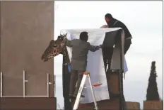  ?? CHRISTIAN CHAVEZ/AP ?? WORKERS PREPARE BENITO THE GIRAFFE for transport at the city-run Central Park Zoo in Ciudad Juarez, Mexico, on Sunday. After a campaign by environmen­talists, Benito left Mexico’s northern border and its extreme weather conditions Sunday night and headed for a conservati­on park in central Mexico, where the climate is more akin to his natural habitat and already a home to other giraffes.