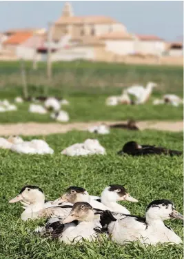  ??  ?? FORTALEZA
El clima seco y sano de la meseta castellana y el régimen de semilibert­ad en el que viven permiten el buen desarrollo físico de estas aves (arriba).