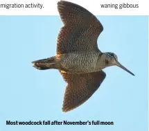  ?? ?? Most woodcock fall after November’s full moon