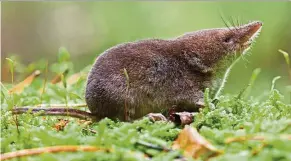  ??  ?? Is the common shrew capable of adapting its skull for the winter? Yes! — Reuters