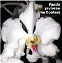  ??  ?? Vanda javierae (Jim Cootes)