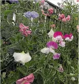  ??  ?? Pick sweetpeas every three days to continue the flower growth.