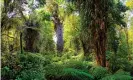  ??  ?? Tane Mahuta, or Lord of the Forest, the largest living kauri tree Photograph: Alamy Stock Photo