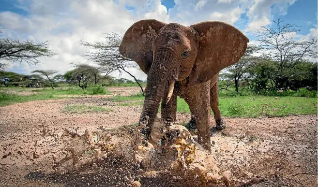  ?? JANE WYNYARD ?? A young elephant splashes about in a large mud puddle in Samburu National Reserve, Kenya.