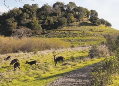  ?? Photos by Jessica Christian / The Chronicle ?? Deer graze off Shoreline Trail in recently reopened China Camp State Park in San Rafael.