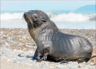  ??  ?? Roger Smith took this photograph of a seal while out for a walk at Te Horo Beach, just south of a stream mouth, on Tuesday last week.“We were looking for a leopard seal that was there the day before, but no luck with that one.”