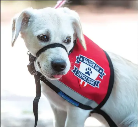  ?? NWA Democrat-Gazette/ANTHONY REYES @NWATONYR ?? Spirit rests Sept. 9, 2016, in downtown Bentonvill­e. Brittany Vandevort of Bentonvill­e raised the puppy for SoldierOn Service Dogs. “Hero Tales — Red, White and Blue Jeans” on March 10 at the Arkansas Air and Military Museum in Fayettevil­le will...