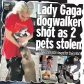  ??  ?? Lady Gaga DAILY MIRROR FRIDAY 26.02.2021 dogwalker shot as 2 pets stolen