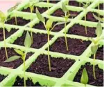  ??  ?? Keep the tray covered to retain moisture while the seeds germinate