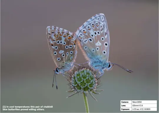  ??  ?? [1] In cool temperatur­es this pair of chalkhill blue butterflie­s proved willing sitters.