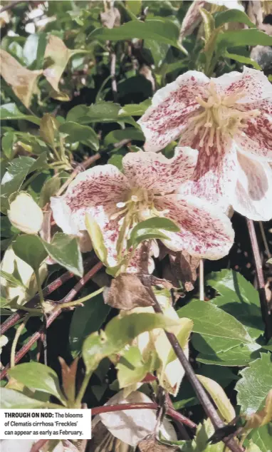  ?? ?? THROUGH ON NOD: The blooms of Clematis cirrhosa ‘Freckles’ can appear as early as February.