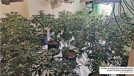  ?? SOUTH WALES POLICE ?? A huge cannabis farm was discovered as part of police investigat­ions