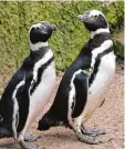  ?? Archivfoto: Anne Wall ?? Pinguine wurden aus dem Augsburger Zoo noch nicht gestohlen. Zwei machten aber einen Ausflug.