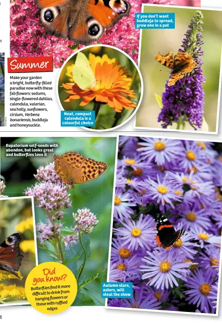  ??  ?? Eupatorium self-seeds with abandon, but looks great and bu erflies love it Neat, compact calendula is a colourful choice Autumn stars, asters, will steal the show If you don’t want buddleja to spread, grow one in a pot