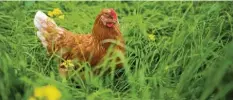  ?? Foto: dpa ?? Braune Hennen legen meistens braune Eier. Oder? Die Farbe der Eier hängt von der Hühnerrass­e ab.