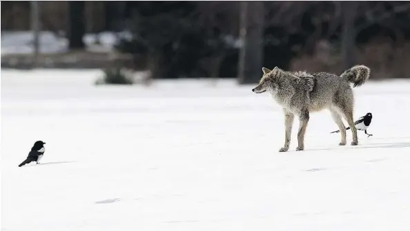  ?? GREG SOUTHAM ?? A coyote is eyed up by two magpies near McNally High School in Edmonton. The city is potentiall­y home to as many as 178 species of birds, 47 mammals, 27 species of fish, two kinds of reptiles and five amphibians. Researcher­s hope to get a better handle...