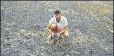  ?? BHARAT BHUSHAN /HT ?? A farmer showing the burnt wheat crop at Bahadurgar­h village near Patiala on Friday.