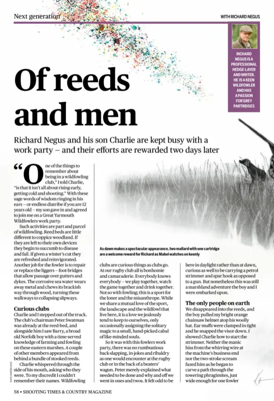  ?? ?? As dawn makes a spectacula­r appearance, two mallard with one cartridge are a welcome reward for Richard as Mabel watches on keenly
RICHARD NEGUS IS A PROFESSION­AL HEDGE-LAYER AND WRITER. HE IS A KEEN WILDFOWLER AND HAS A PASSION FOR GREY PARTRIDGES