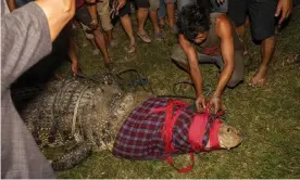  ?? Photograph: Basri Marzuki/NurPhoto/Rex/Shuttersto­ck ?? A man removes binding from the crocodile’s jaws after freeing the animal from the tyre.