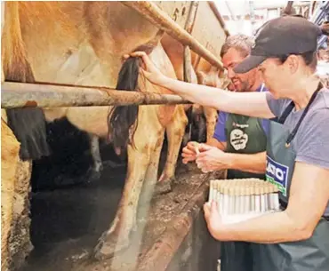  ?? ?? Taking samples of staph from a cow