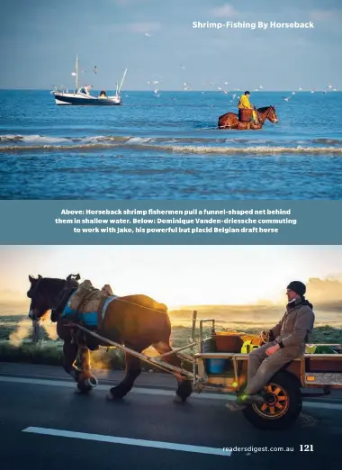  ??  ?? Above: Horseback shrimp fishermen pull a funnel-shaped net behind them in shallow water. Below: Dominique Vanden- driessche commuting to work with Jako, his powerful but placid Belgian draft horse