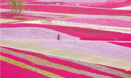  ?? Photograph: VCG/VCG via Getty Images ?? The United States has a tendency to use names that Native Americans have for full moons, with this one named for the pink flowering phlox.