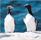  ?? SABINA WILHELM/ENVIRONMEN­T CANADA ?? A thick-billed murre and a common murre. At least 15 oiled seabirds have been spotted after Newfoundla­nd’s largest-ever offshore oil spill last week during an intense storm.