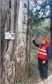  ?? CHINA DAILY YAN DONGJIE / ?? Shi Honglin checks the status of an ancient cypress tree at the Cuiyun Corridor in Guangyuan, Sichuan province.