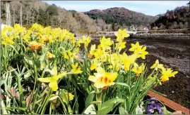  ?? ?? STUNNING DAY: Student Bella Ramsay in Kelvingrov­e Park, Glasgow, left. Daffodils bloom at Gairloch, centre, where Ross Thomson frolicked with son Lewis, 3