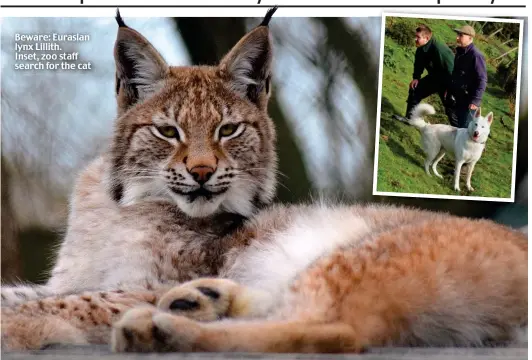  ??  ?? Beware: Eurasian lynx Lillith. Inset, zoo staff search for the cat