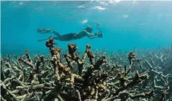  ??  ?? Ein Taucher dokumentie­rt per Kamera eine Zone mit abgestorbe­nen Korallen auf dem Great Barrier Reef.