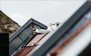  ??  ?? En bymåge på en tagryk i det centrale Aarhus. Naturstyre­lsen har fået et stigende antal ansøgninge­r om at få lov til at regulere måger i Aarhus. Arkivfoto: Tobias Nicolai