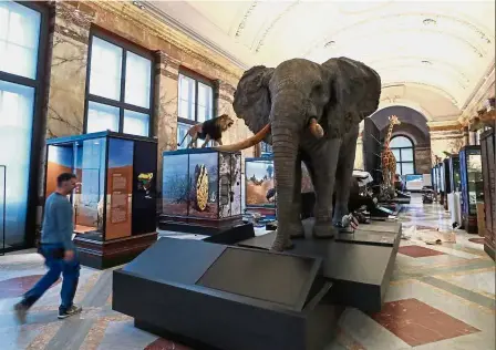  ?? — Reuters ?? Natural wonder: Stuffed animals are seen in Belgium’s Africa Museum before its reopening to the public, after five years of renovation­s to modernise the museum.