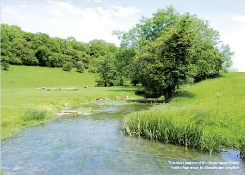  ??  ?? The clear waters of the Broadmead Brook hold a few trout, bullheads and crayfish