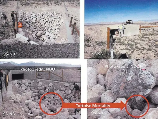  ??  ?? Photos of a culvert at U.S. Highway 95 milepost 121.6, where Nevada Department of Transporta­tion interns discovered a dead Mojave desert tortoise.