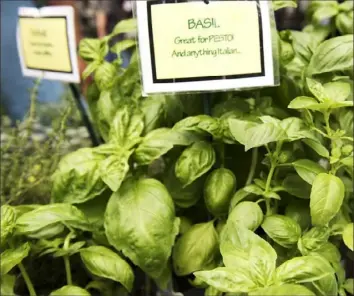  ?? Post-Gazette ?? Basil is easy to grow in your backyard, and widely available at farmers markets, grocery stores and home improvemen­t stores like Home Depot.