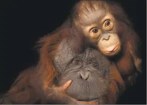  ?? Joel Sartore / National Geographic Photo Ark ?? An endangered baby Bornean orangutan, Pongo pygmaeus, named Aurora, with her adoptive mother, Cheyenne, a Bornean/ Sumatran cross, at the Houston Zoo. A male black- crowned Central American squirrel monkey.