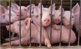  ??  ?? Nearly 400,000 have signed petitions opposing plan to expand pork industry. Photograph: Enrique Marcarian/Reuters